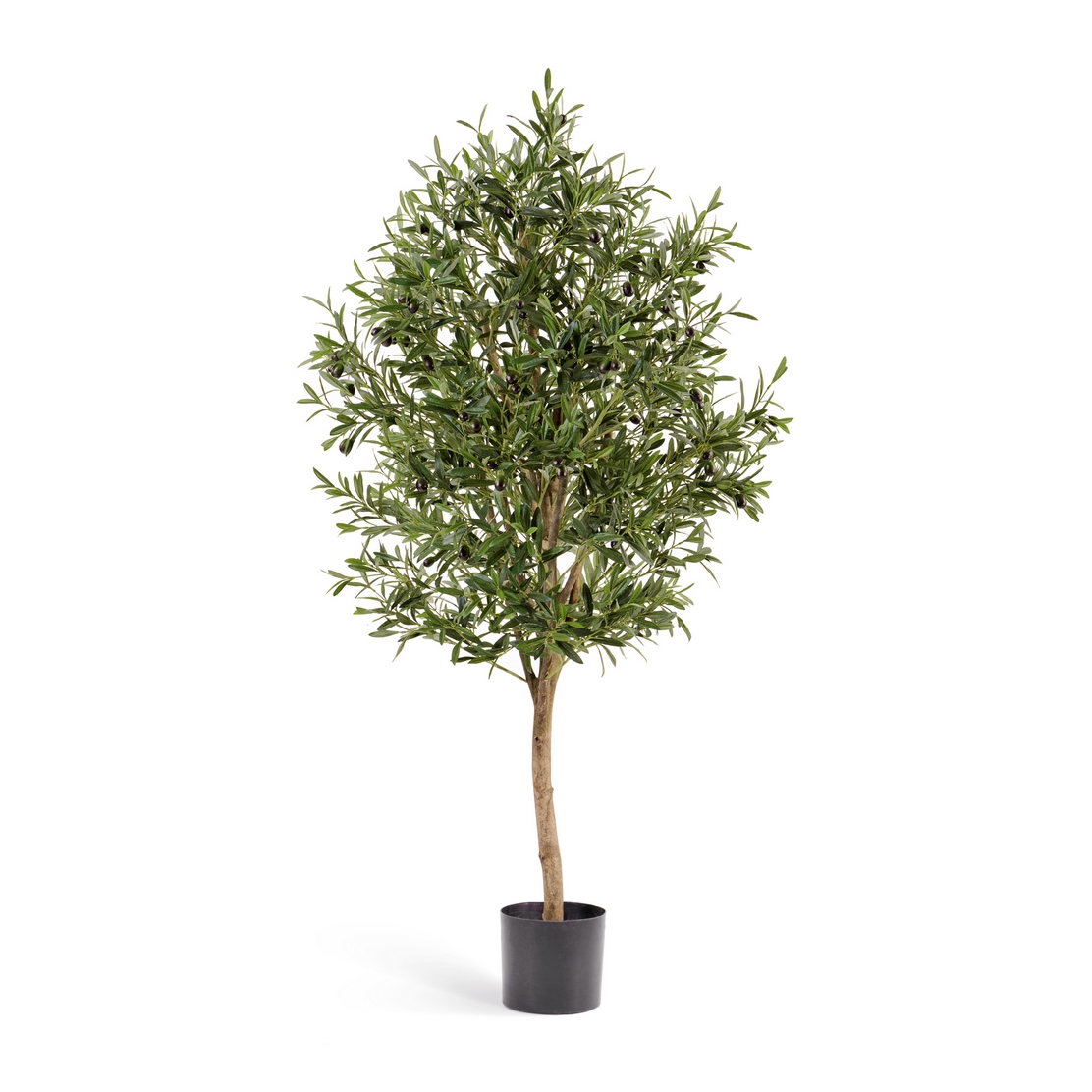 Олива Вайн с плодами