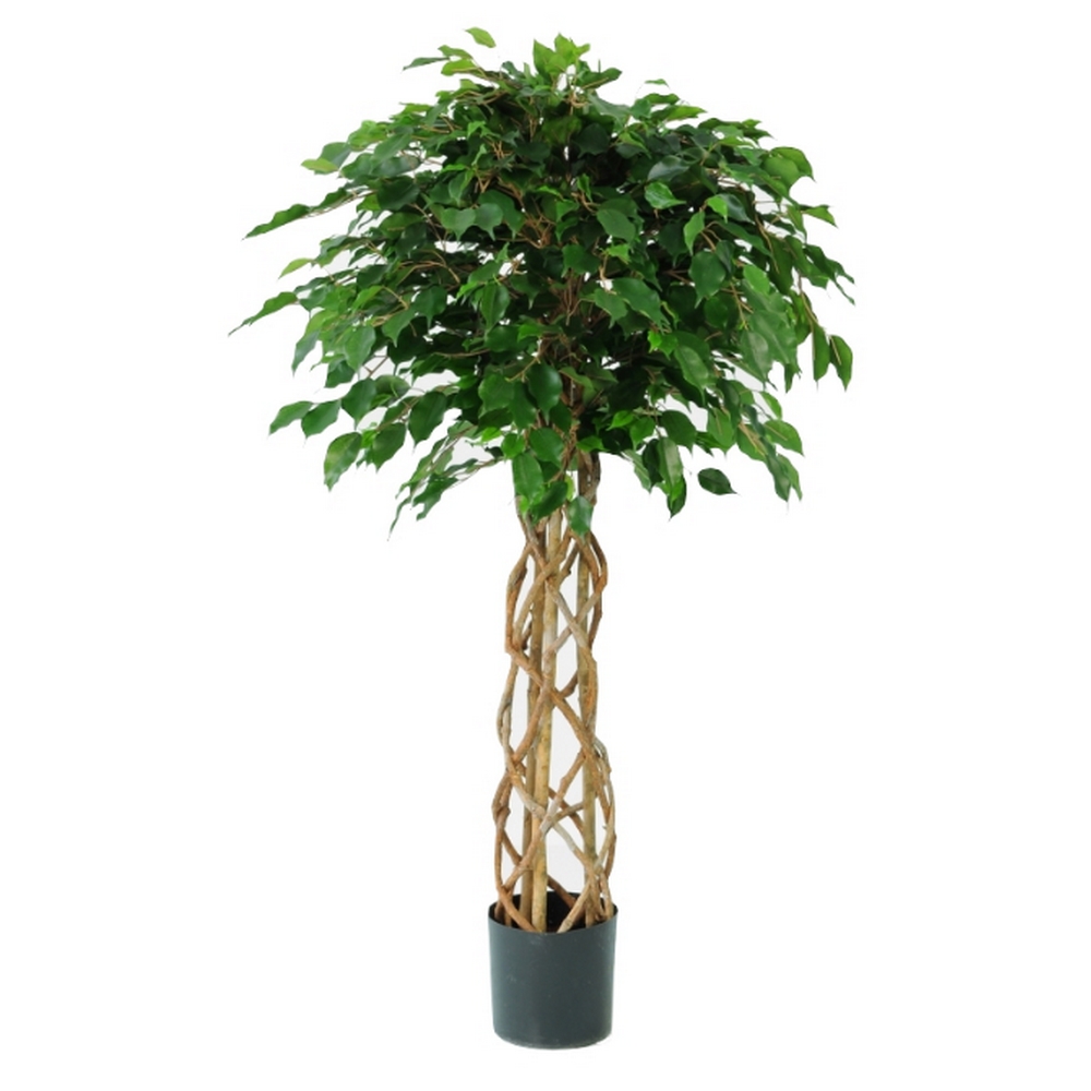 Фикус Экзотика