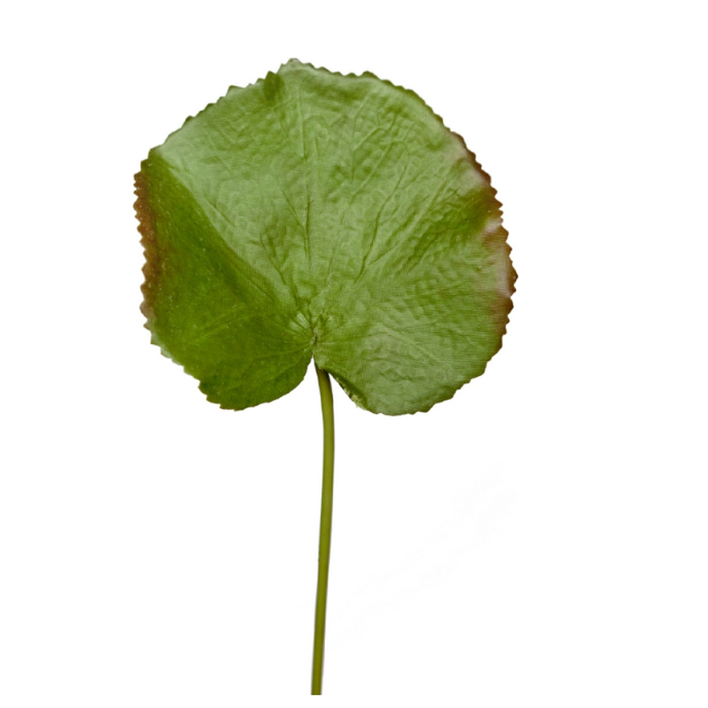 Лист галакса зелёный с бордо