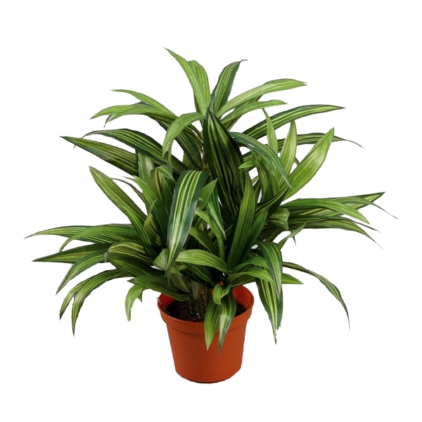 Драцена в кашпо 34см