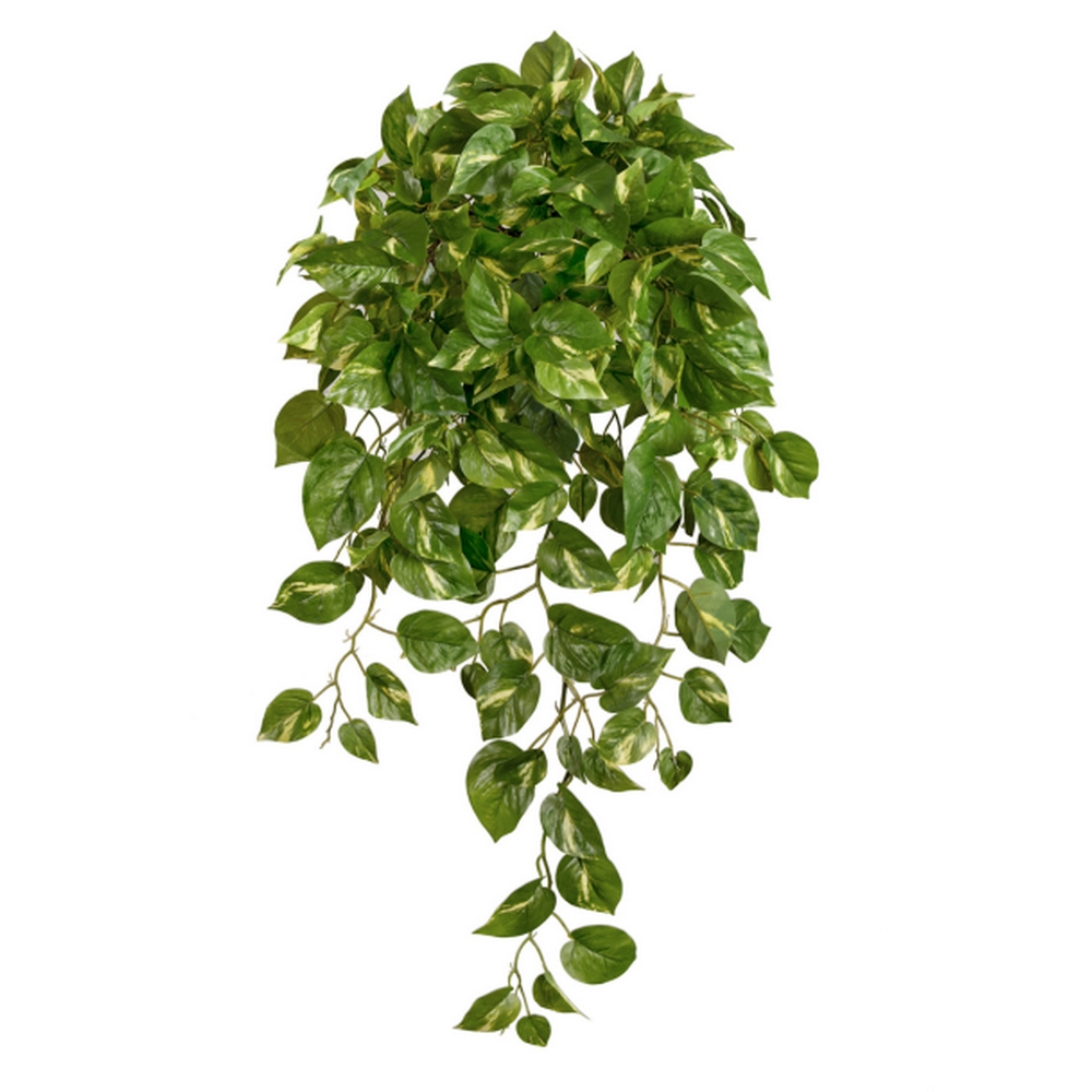 Потос Элегант 90см
