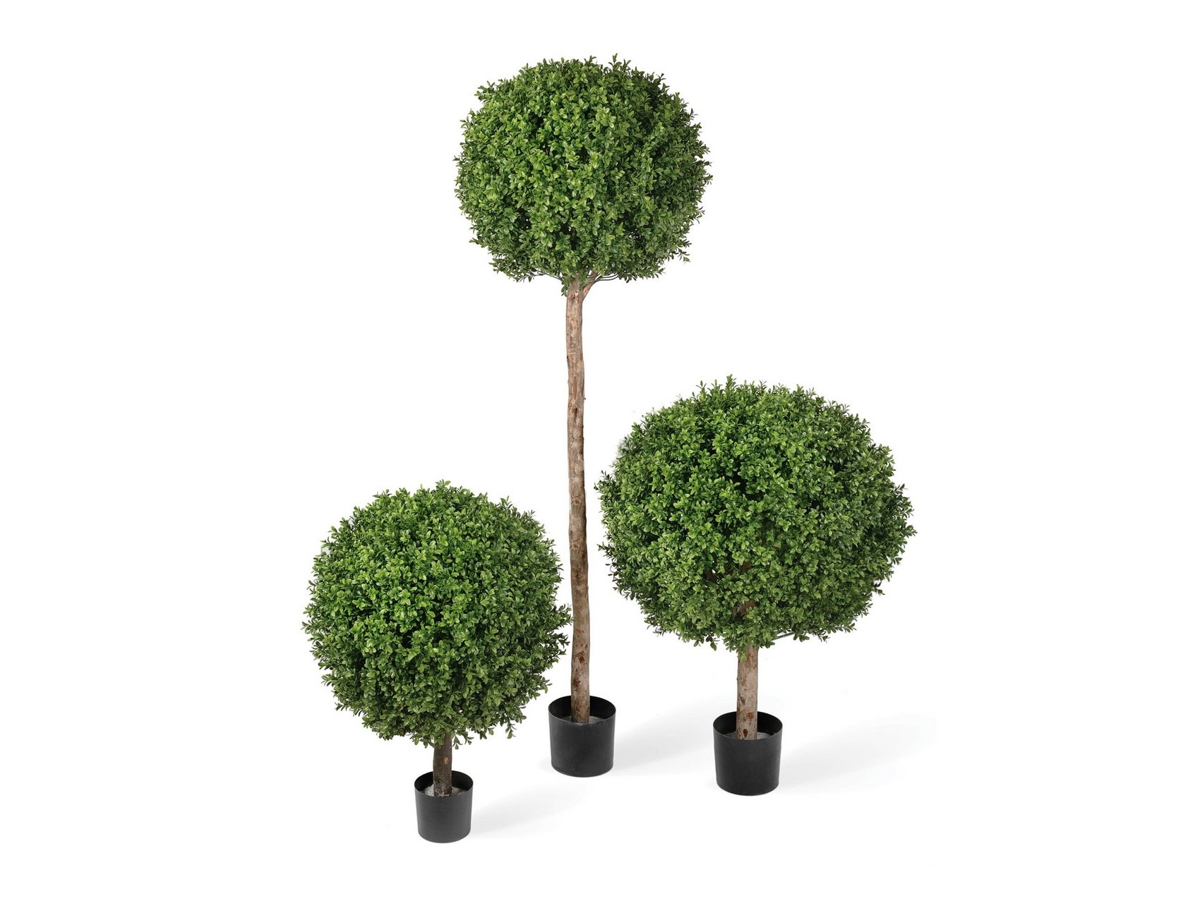 Самшит штамбовый 125см