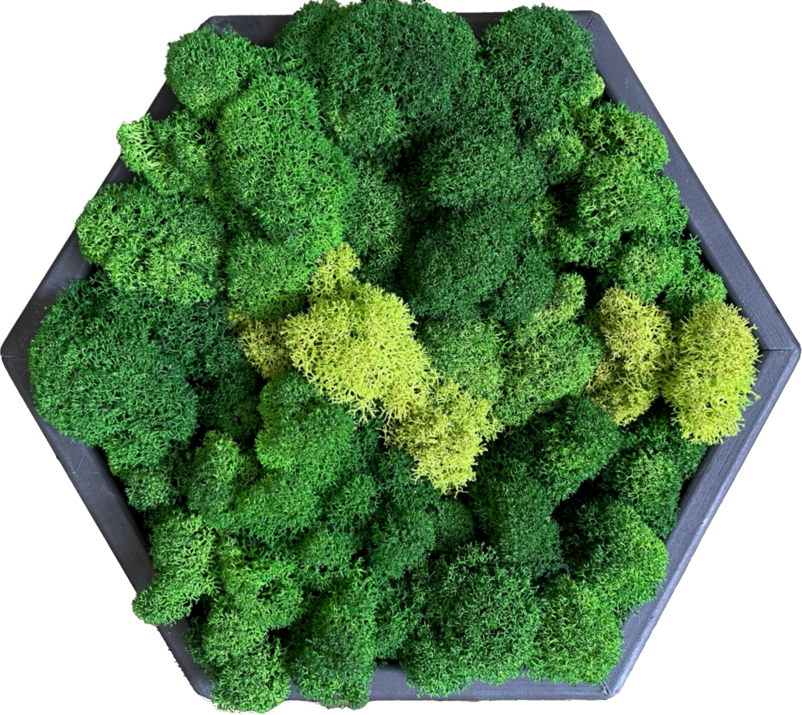 Соты из мха 20*23 см