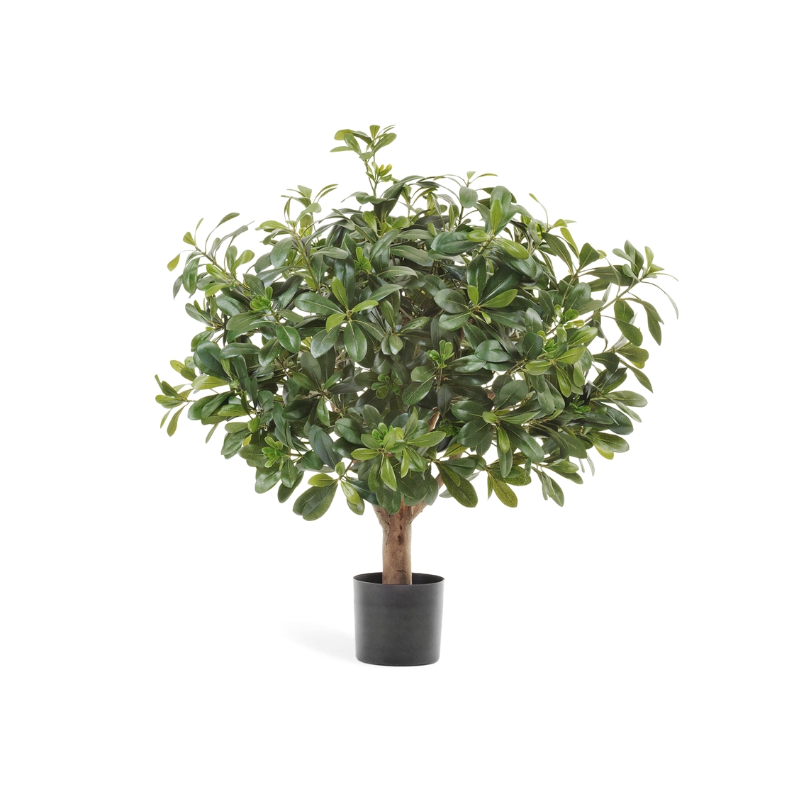 Питтоспорум шар 75см