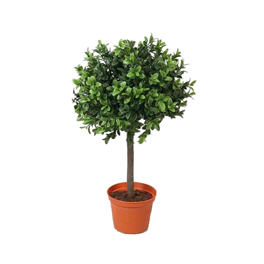 Самшит куст штамбовый  30см