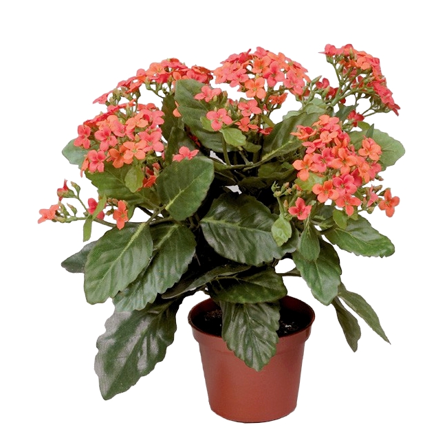 Каланхое 30см