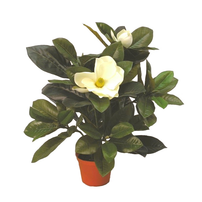 Магнолия 58см