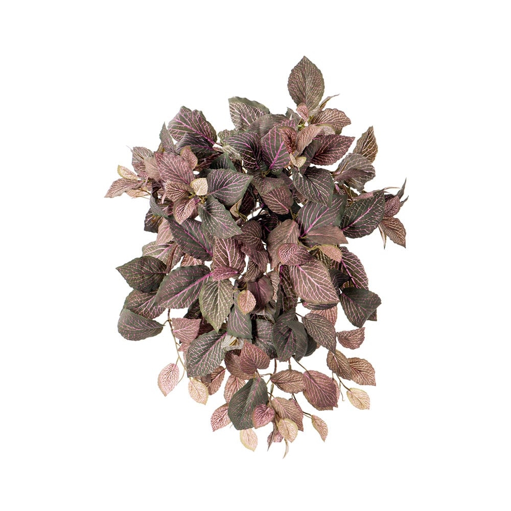 Фиттония Свит 40см