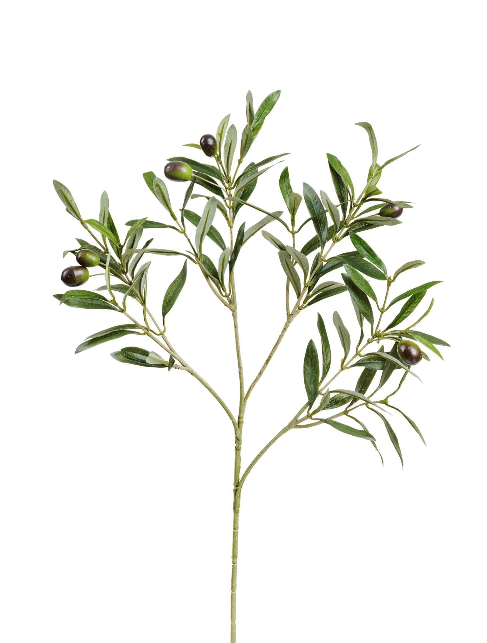 Ветка оливы натуральной с плодами 50см