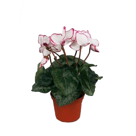 Цикломен 22см