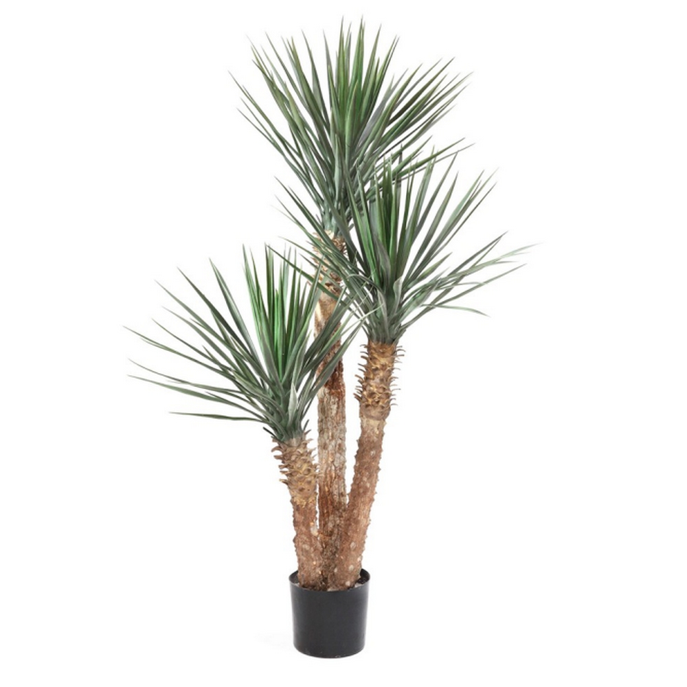 Юкка Рострата 155см