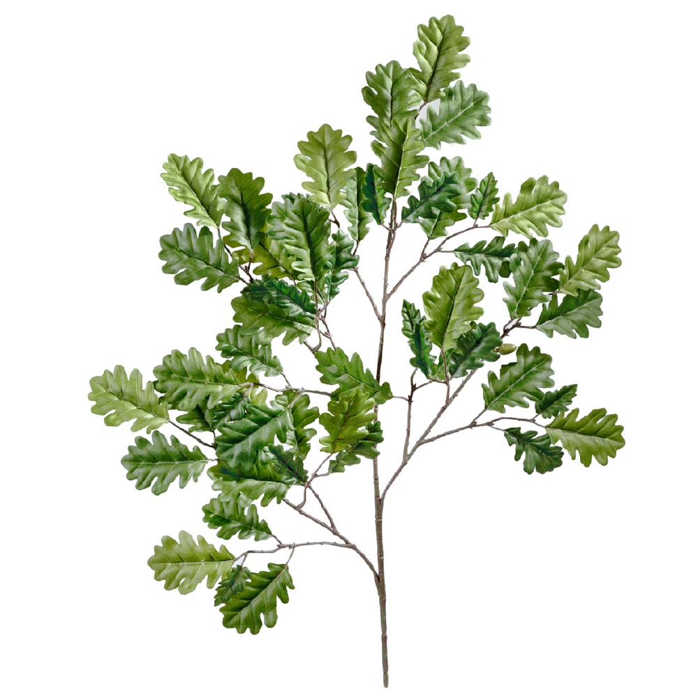 Ветка дуба с желудями