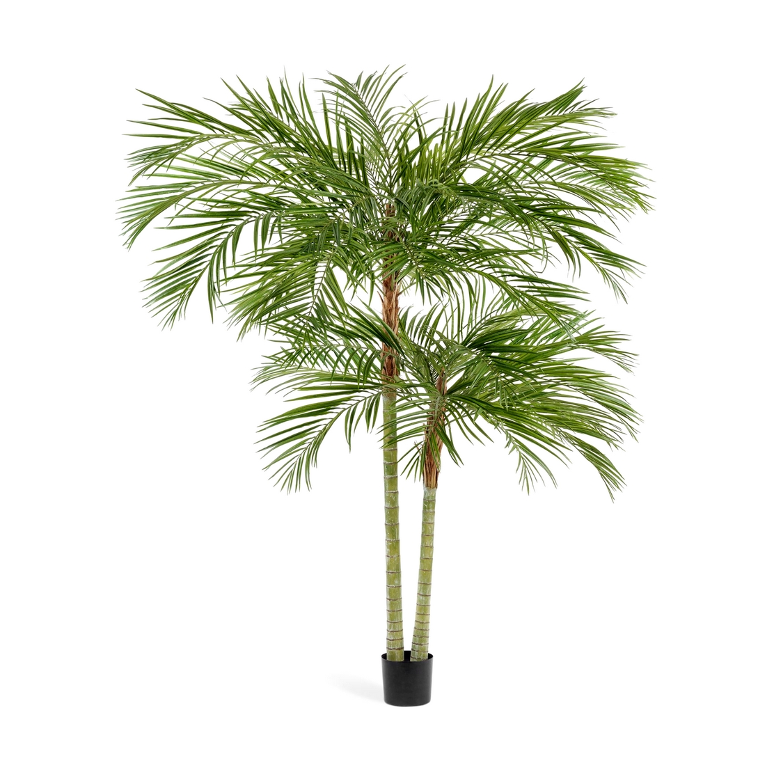 Пальма Арека двухствольная 230см