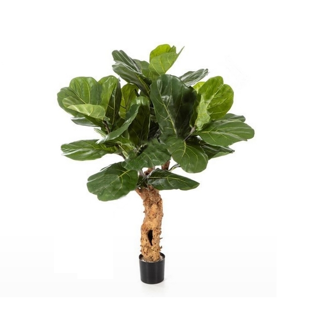 Фикус Лирата Форест 115см