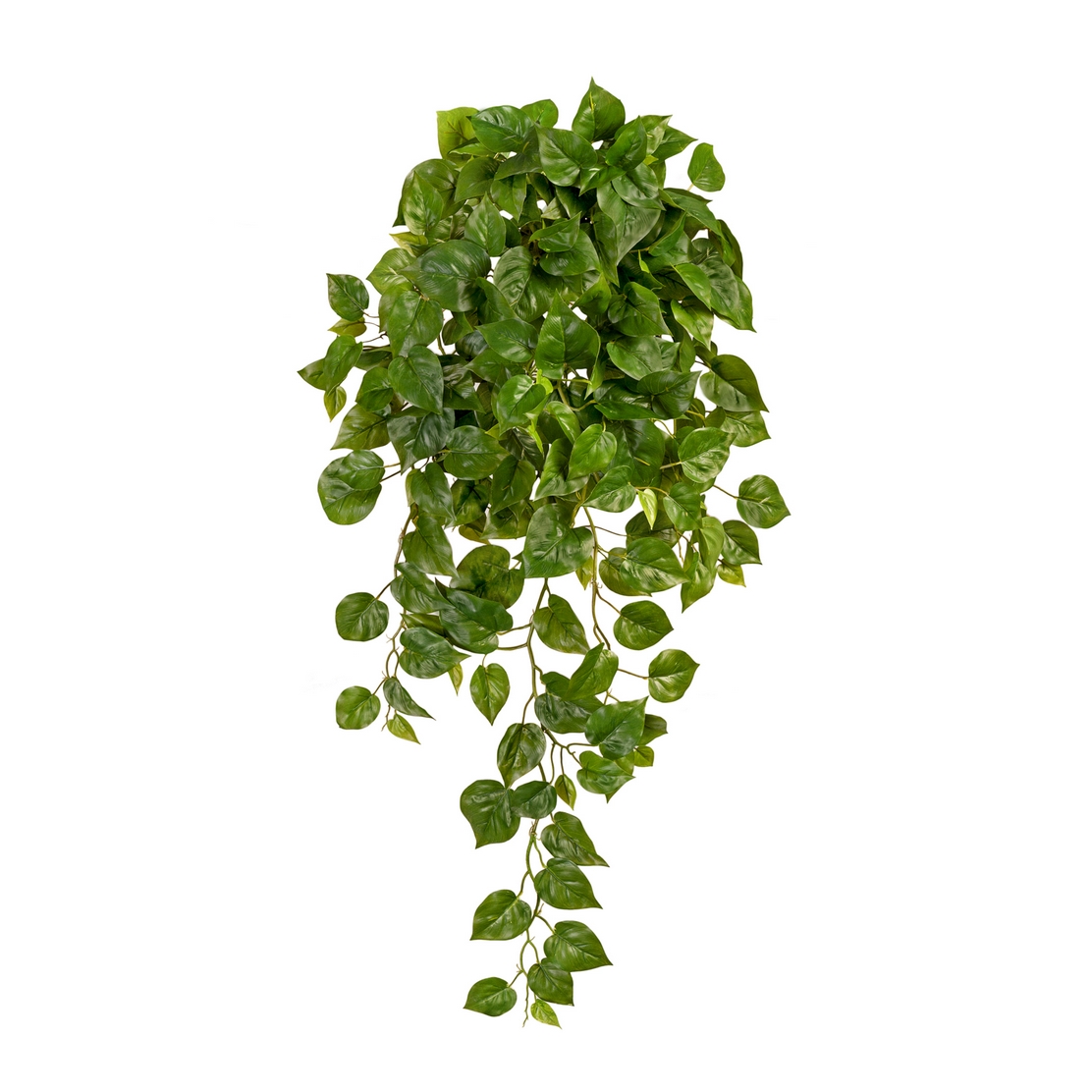 Филодендрон Элегант ампельный большой новый 90см