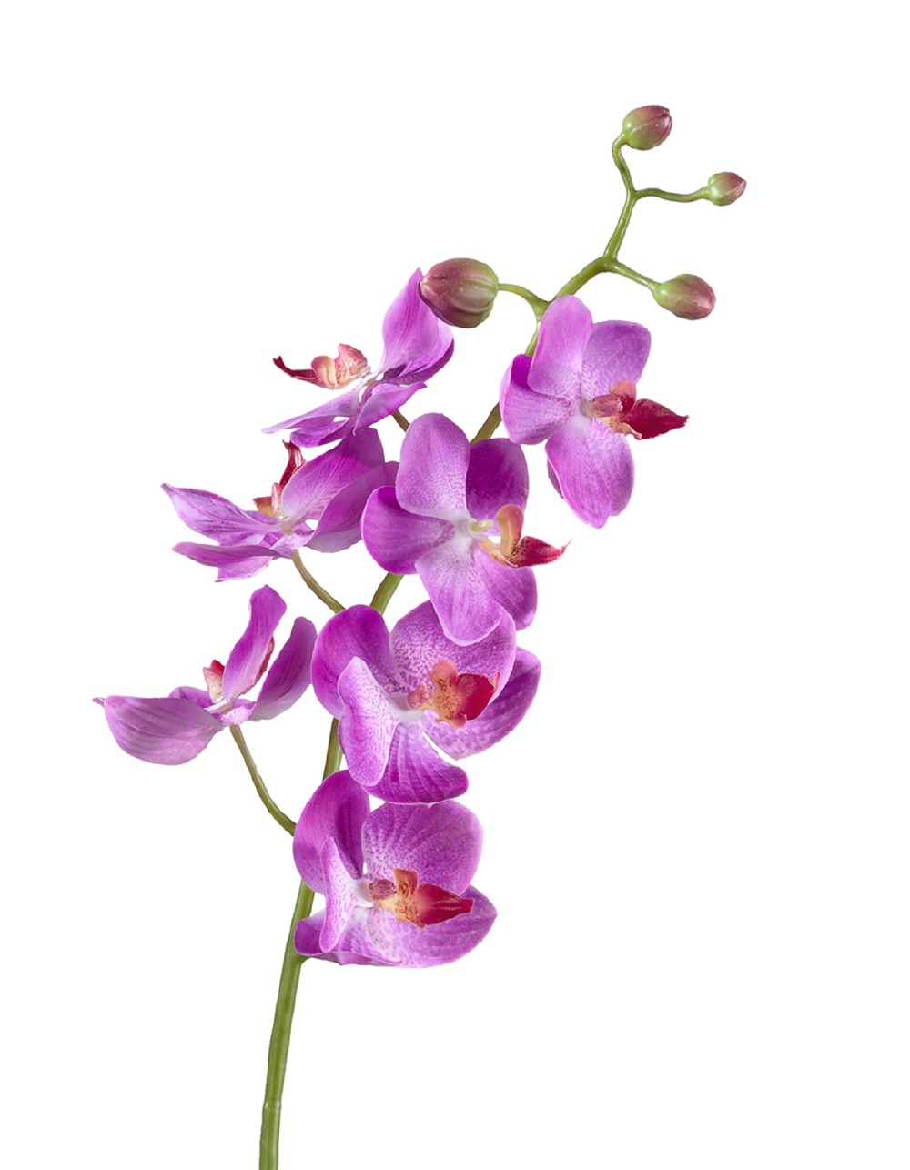 Орхидея Фаленопсис Элегант светло-фиолет 70см