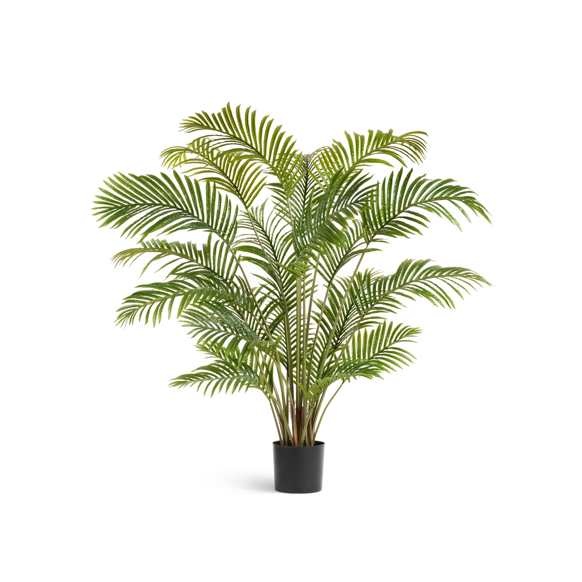 Пальма Арека Хризалидокарпус