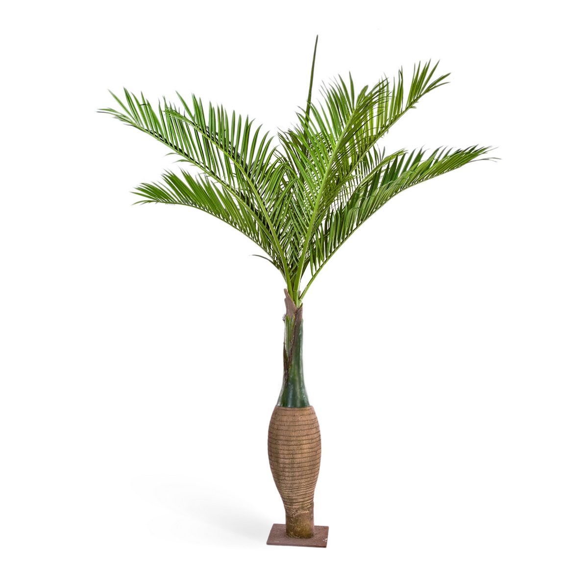 Пальма Бутылочная Гигантская 345см