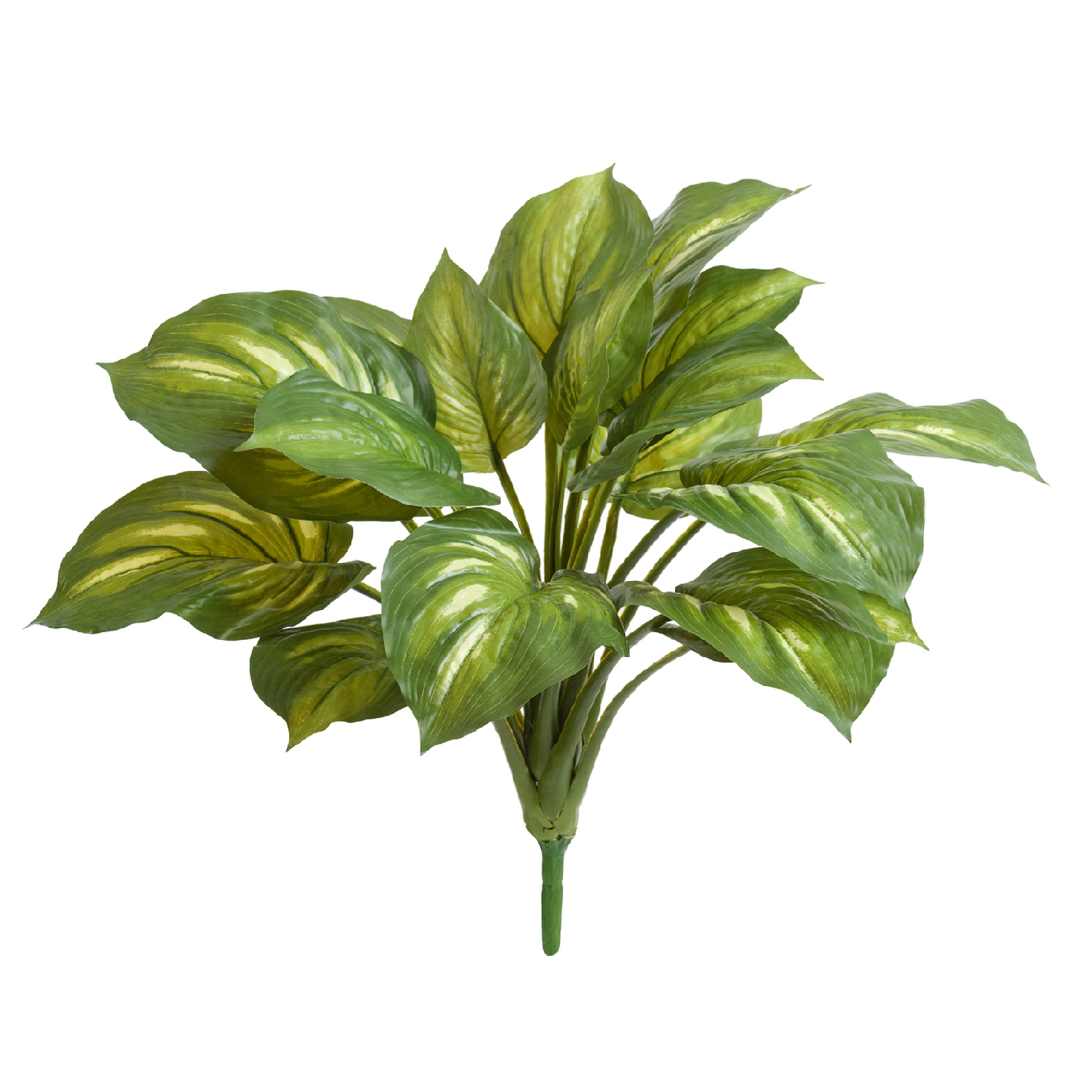 Хоста без кашпо 60см