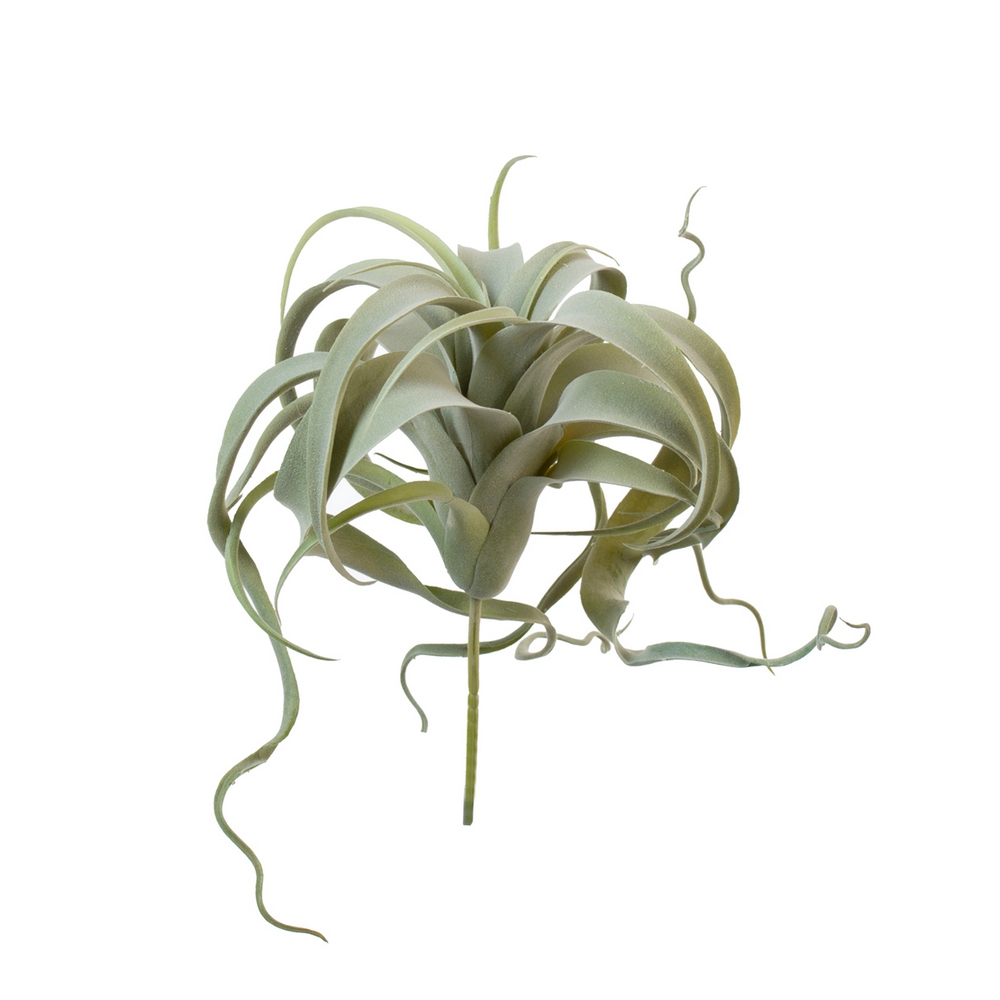 Тилландсия Ксерографика св.зелёный припылённая 20см