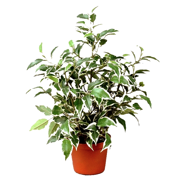 Фикуст Наташа  31см