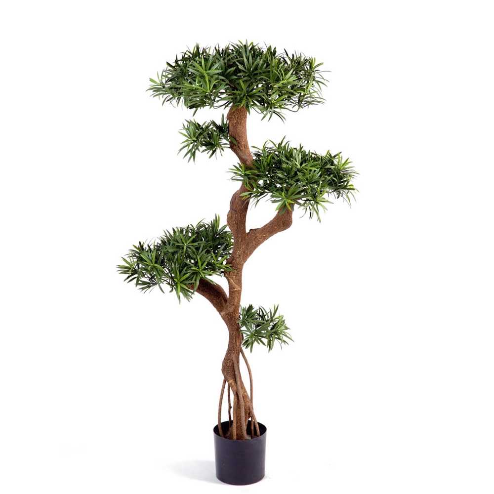 Подокарпус на забавном стволе Новый 135см