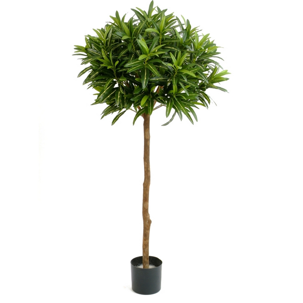 Кротон Голдфингер зонтичный  150см