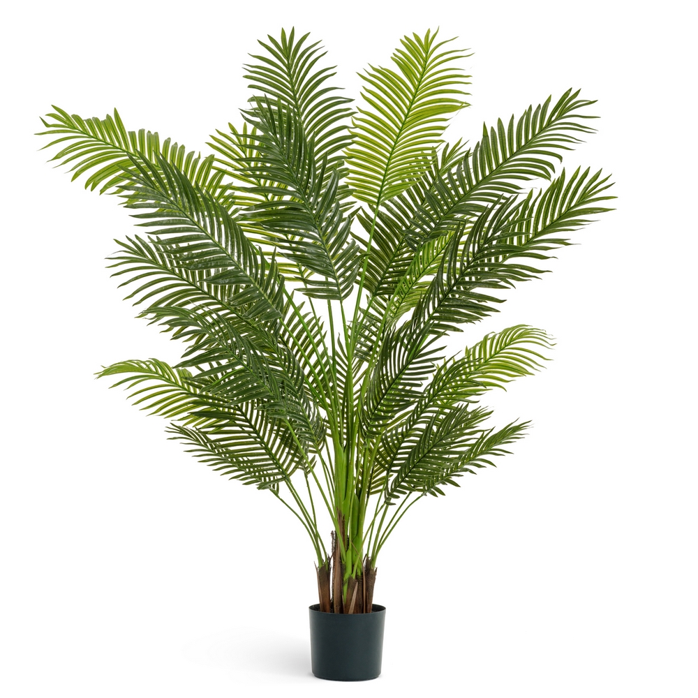 Пальма Арека New Paradise 170см в Краснодаре.