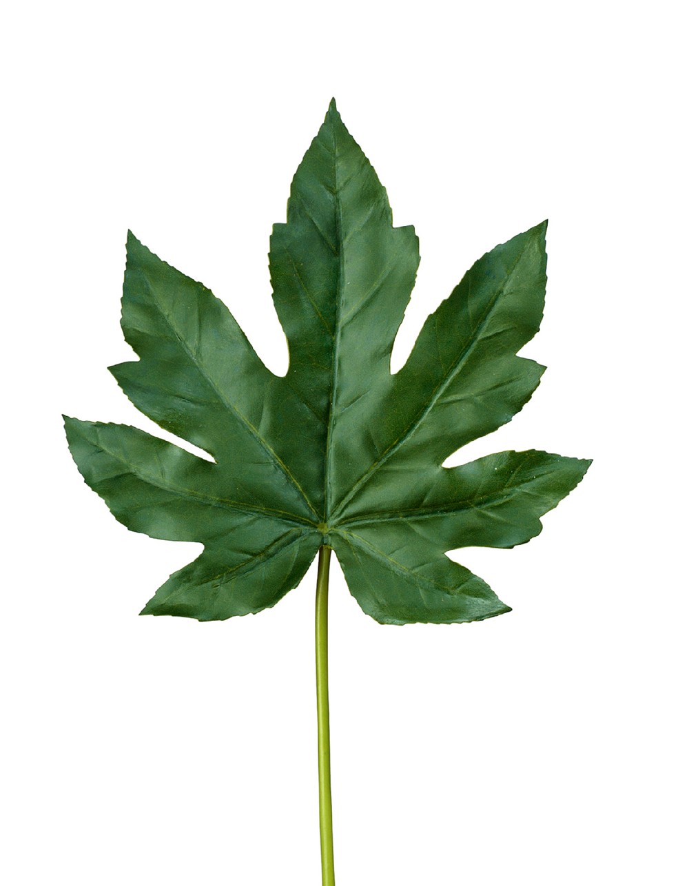 Лист Аралии тёмно-зелёный