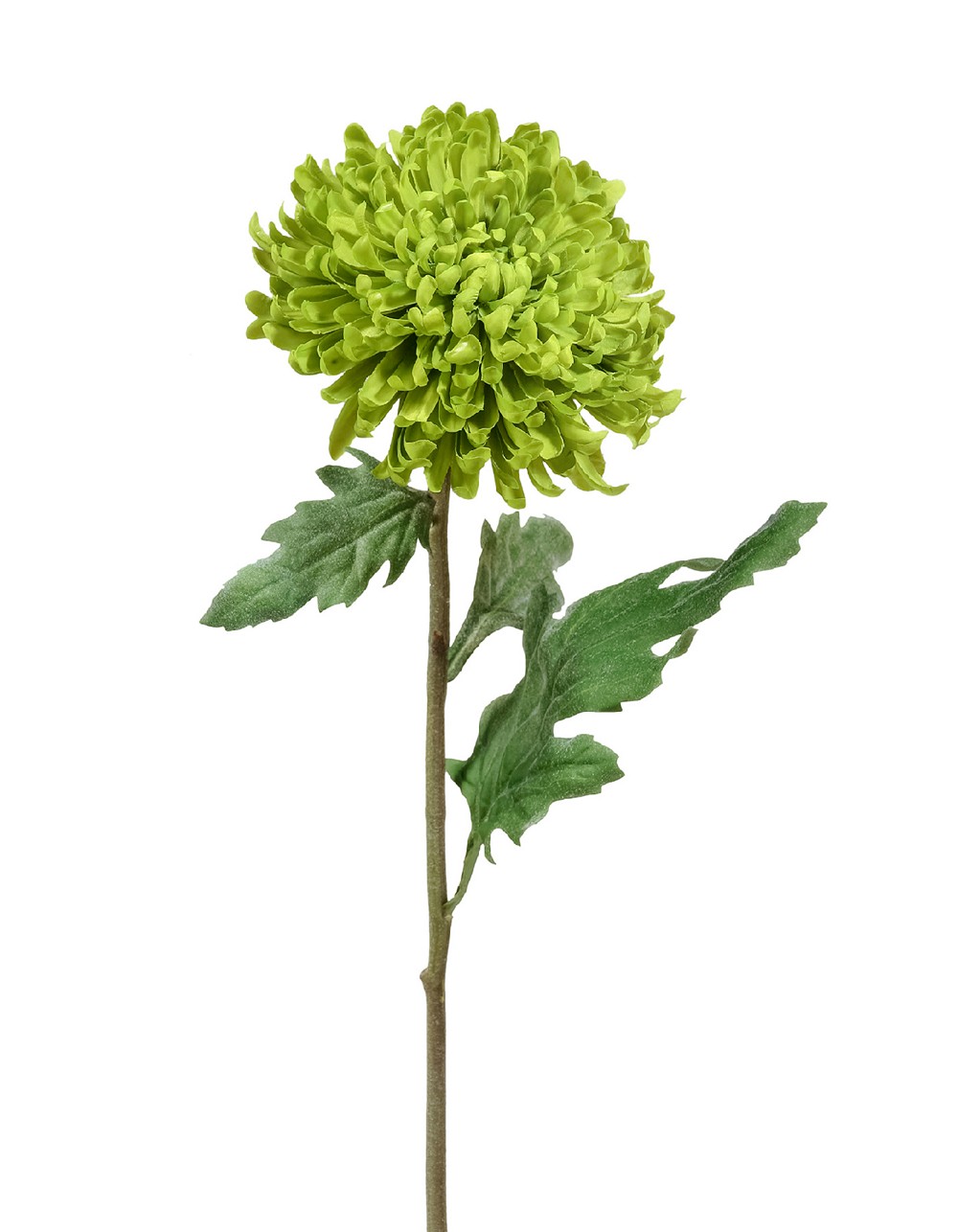 Хризантема Шамрок зелёная 49см