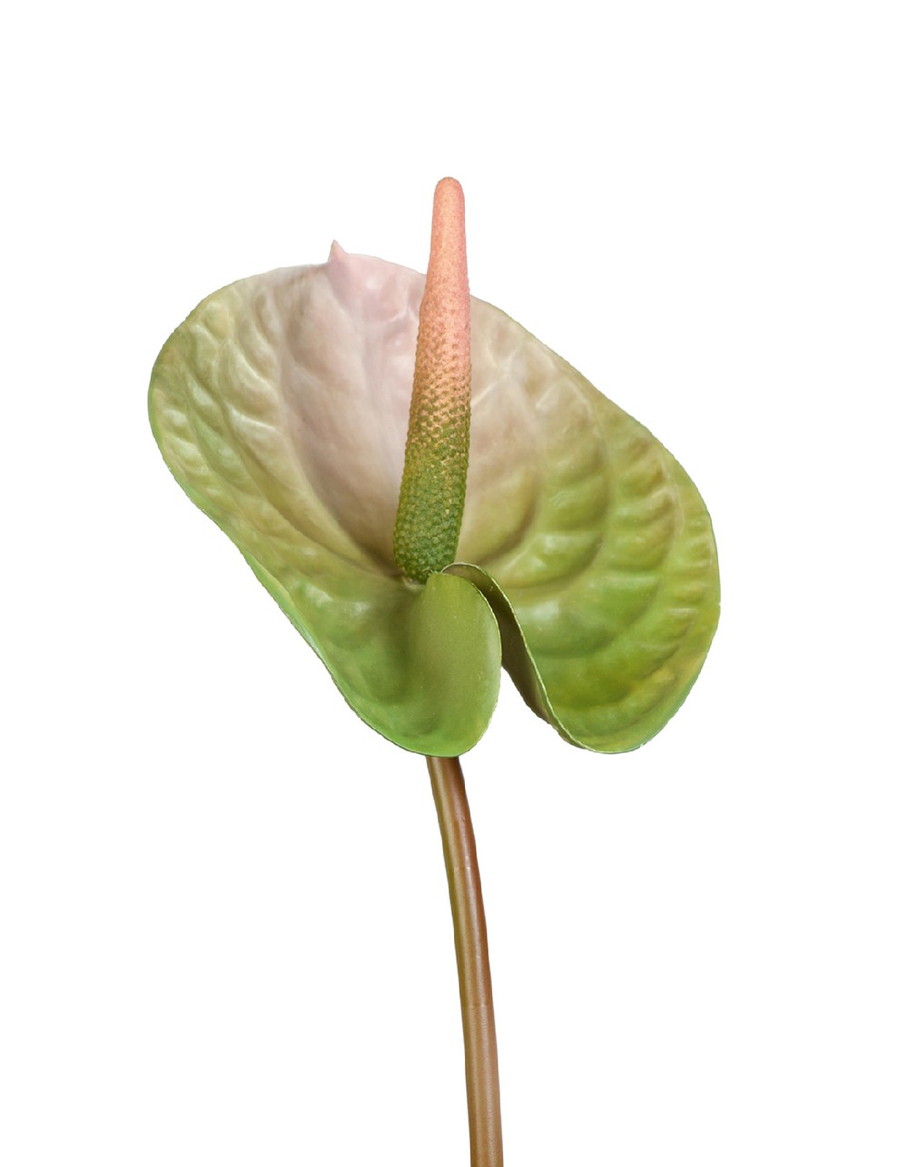 Антуриум Андрэ зелёный с розовым