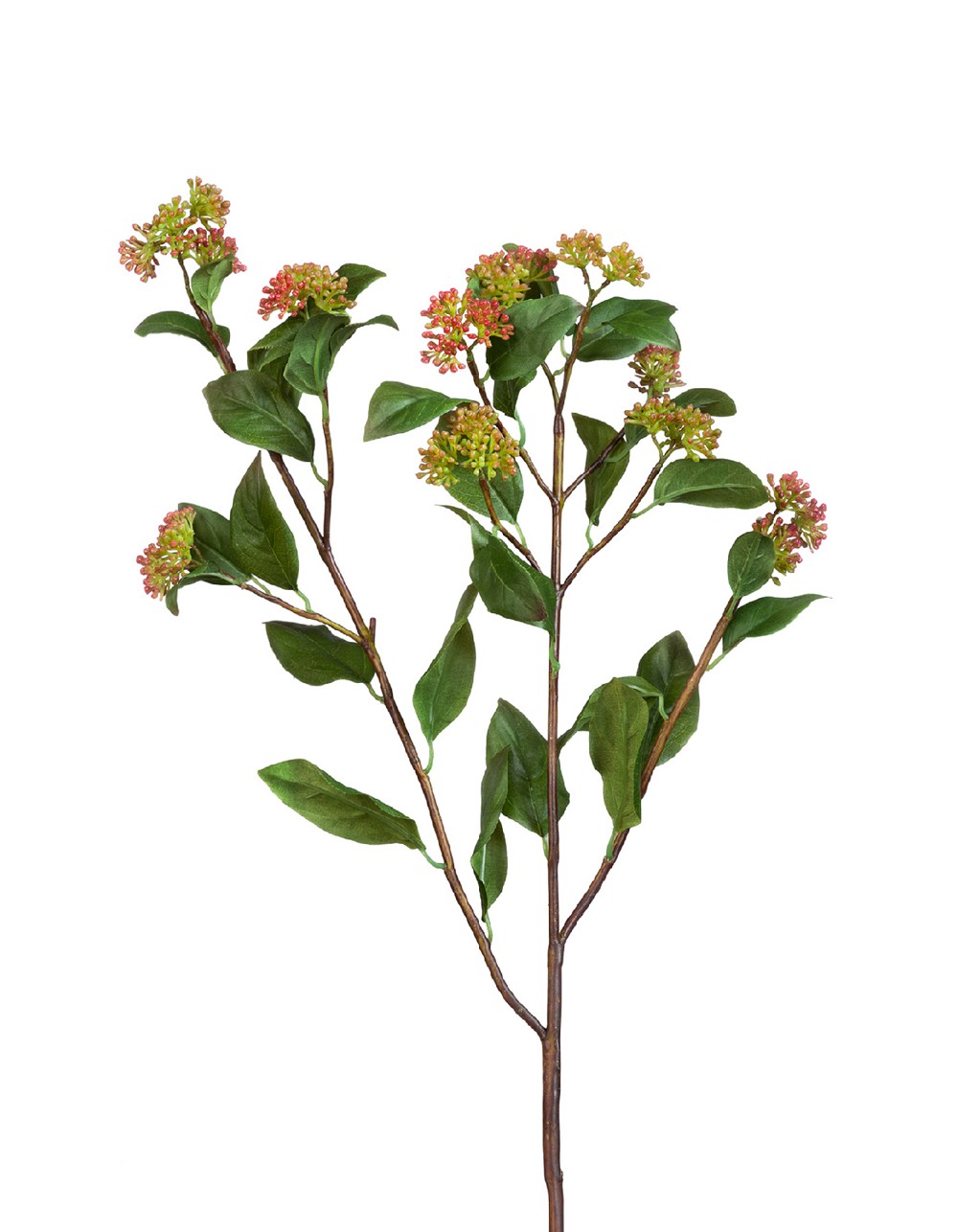 Ветвь Калликарпы зелёно-бордовая