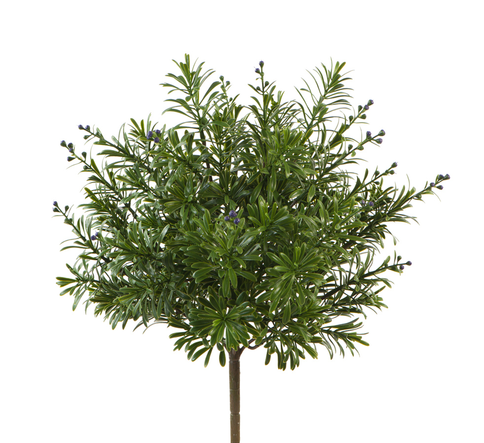 Кроссостефиум 27см