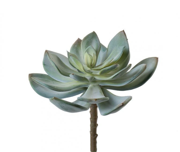 Суккулент Эхеверия Гиббифлора светло-зелёная припылённая 6см