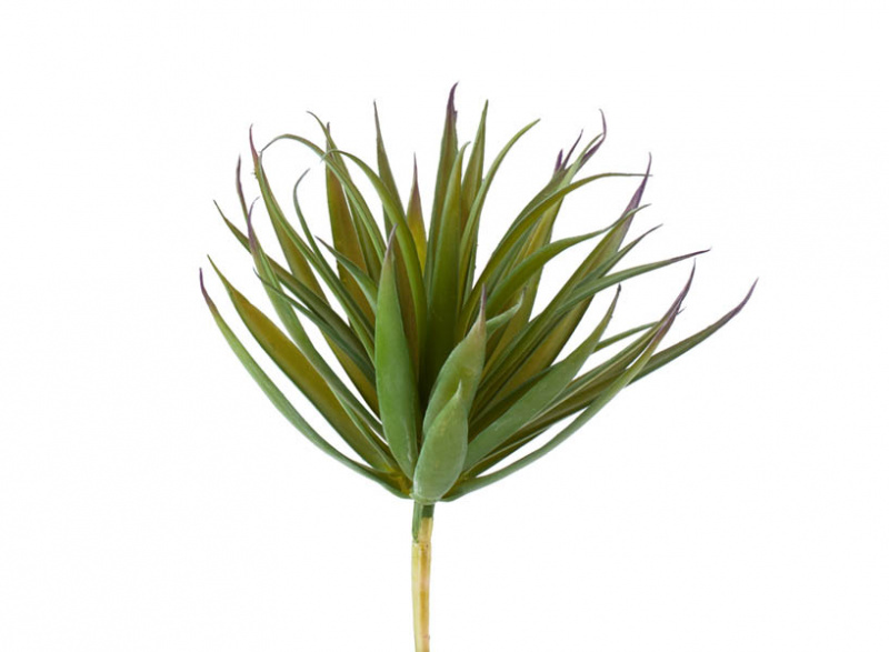 Суккулент Трава Пик зелёная с бордовыми кончиками 11см