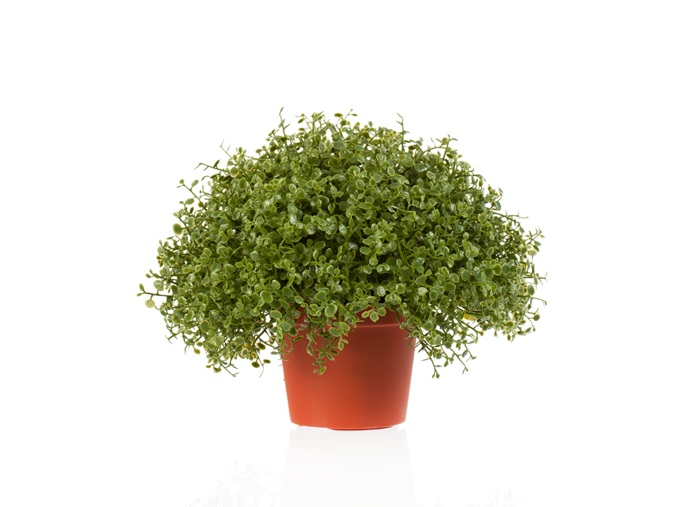 Рясковый мох в-15, д-18 см