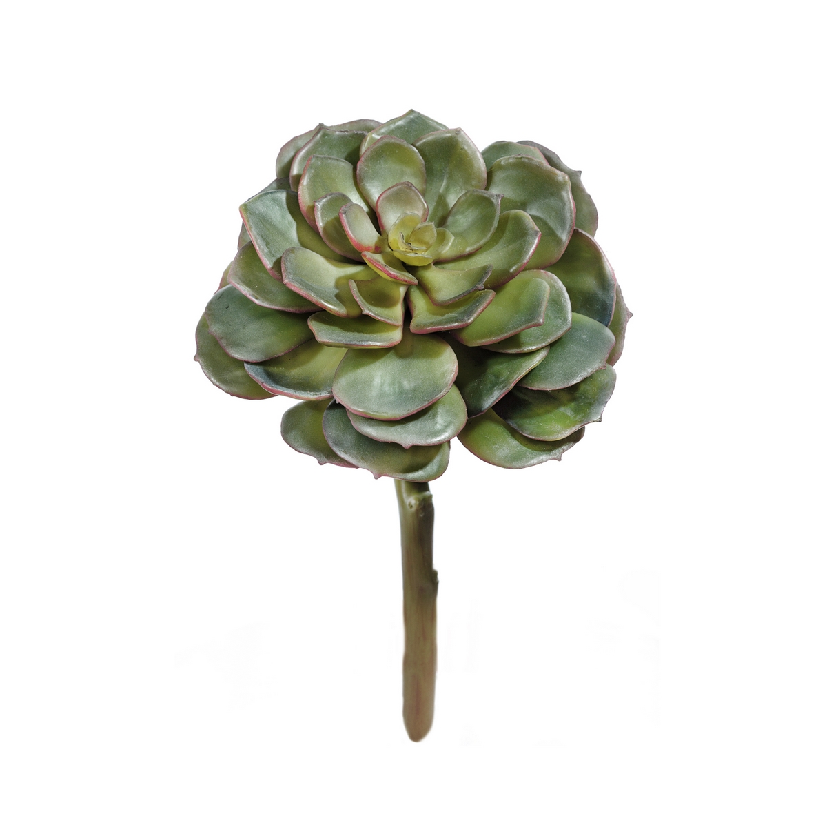 Суккулент Эхеверия зелёная 6см