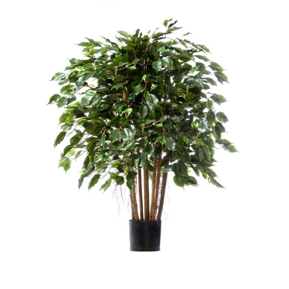 Фикус кустарник 100см