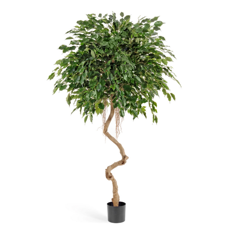 Фикус Бенджамина на спиральном стволе 180 см