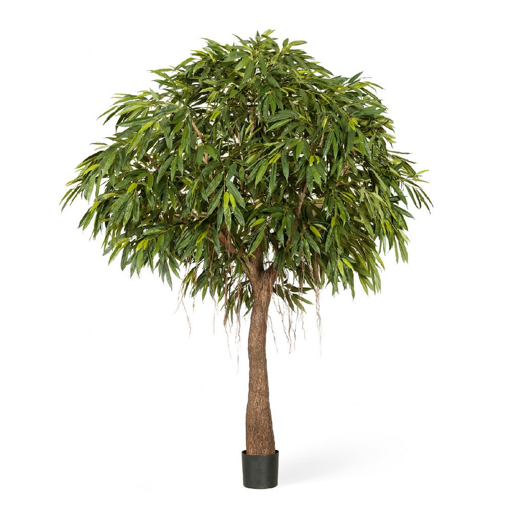 Лонгифолия Роял Кабана 270см