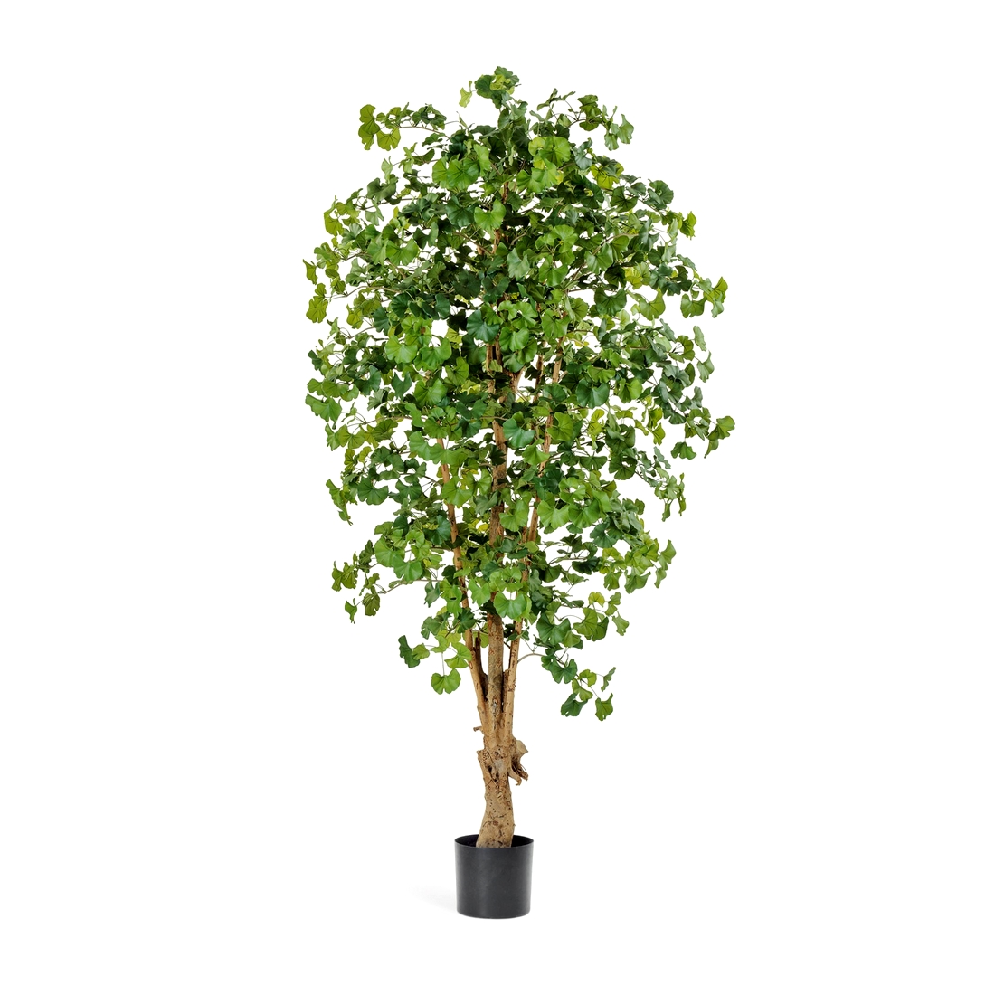 Гинкго Форест 210см в Краснодаре.