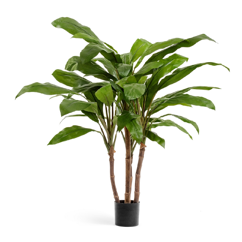 Кордилина зелёная крупнолистная на стволах 100 см 100см в Краснодаре.