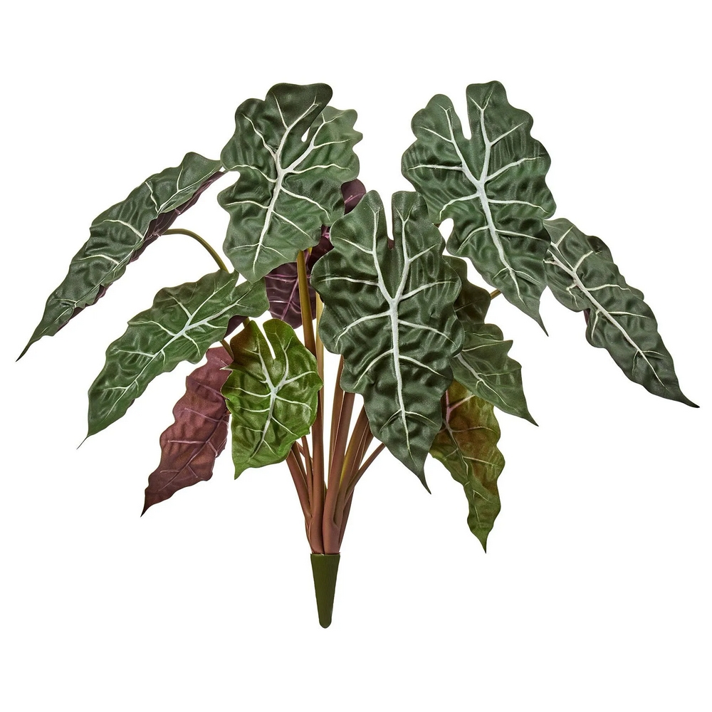 Алоказия куст