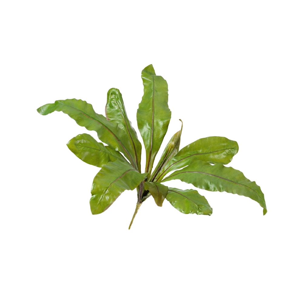 Асплениум Натуральный