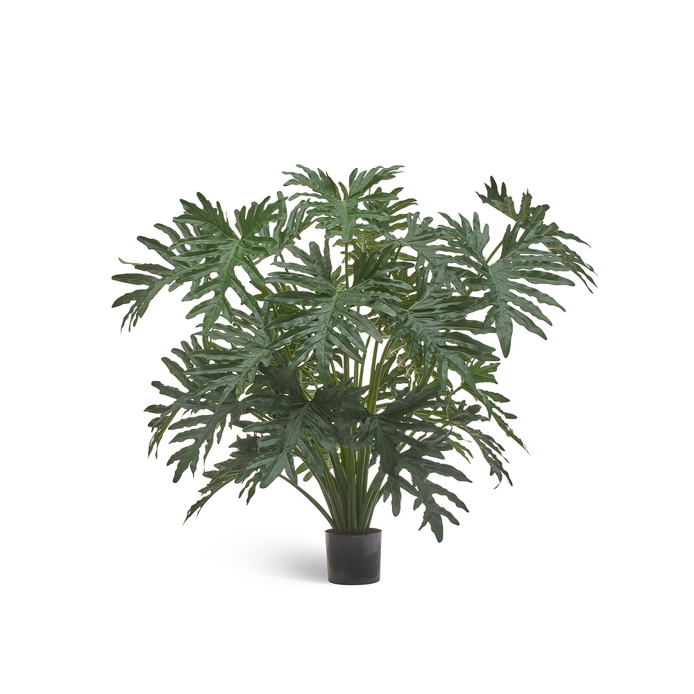 Филодендрон Селло Лардж куст