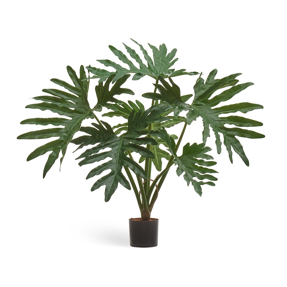 Филодендрон Селло Литл куст