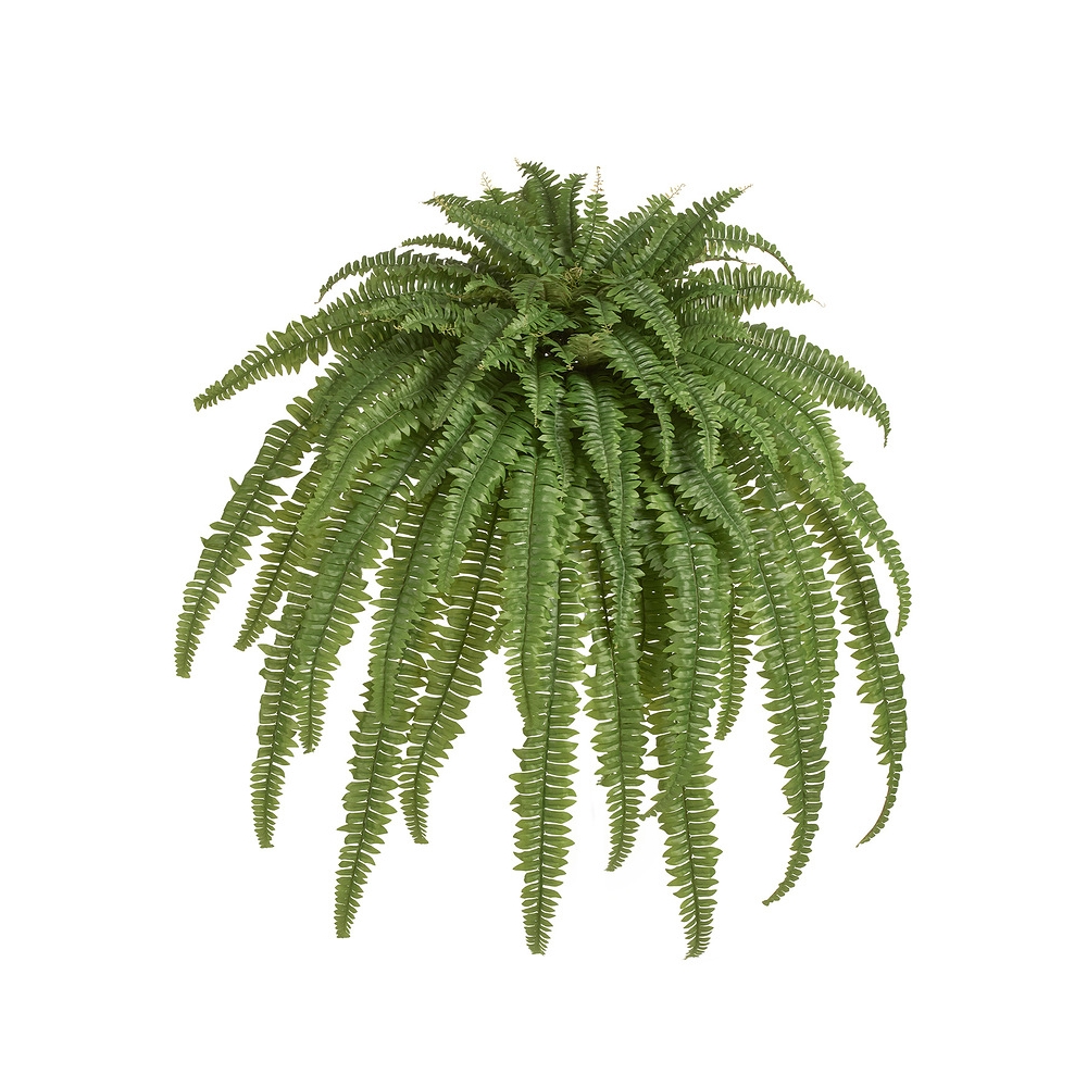Папоротник Бостон Новый свисающий Лардж