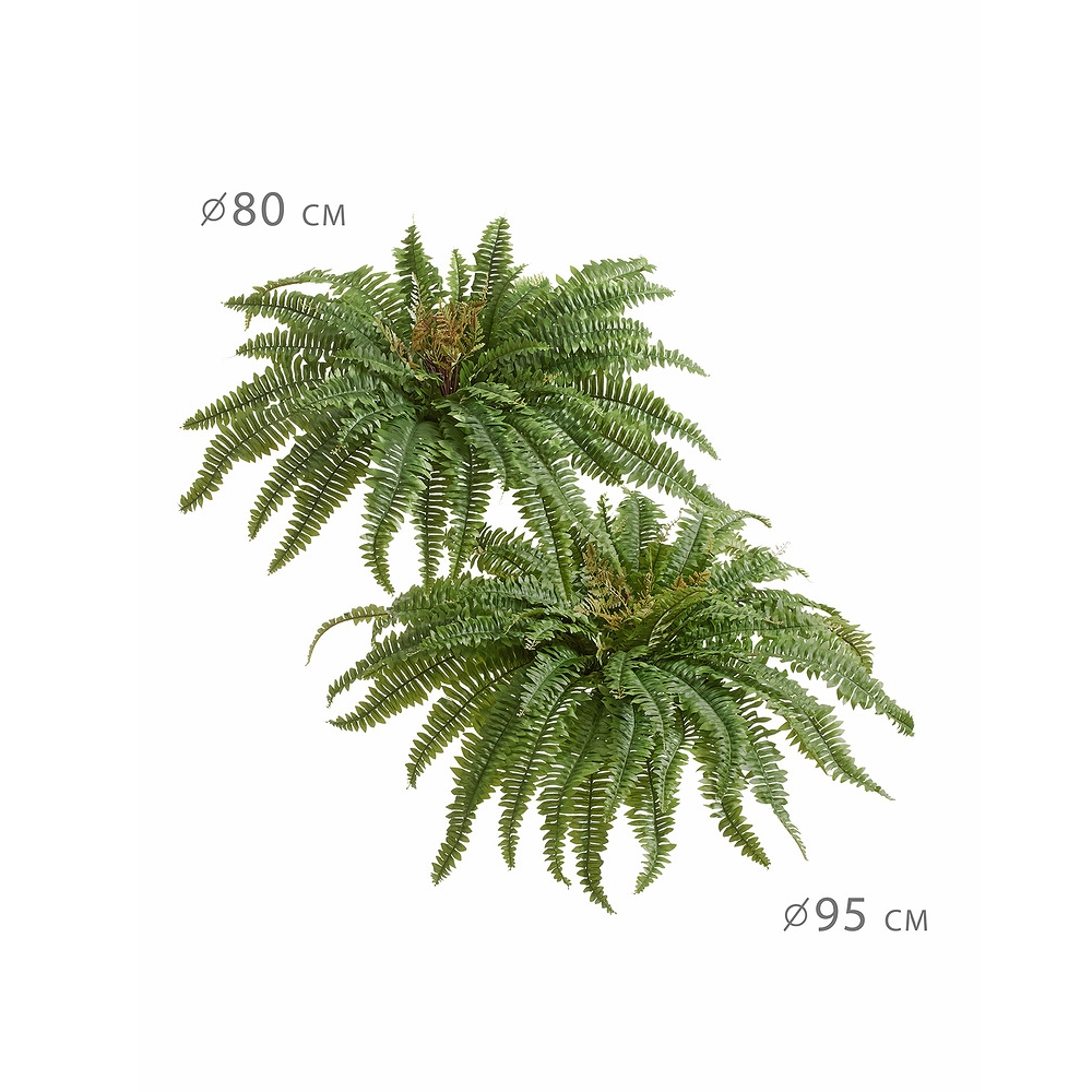 Папоротник Бостон Новый натуральный зеленый