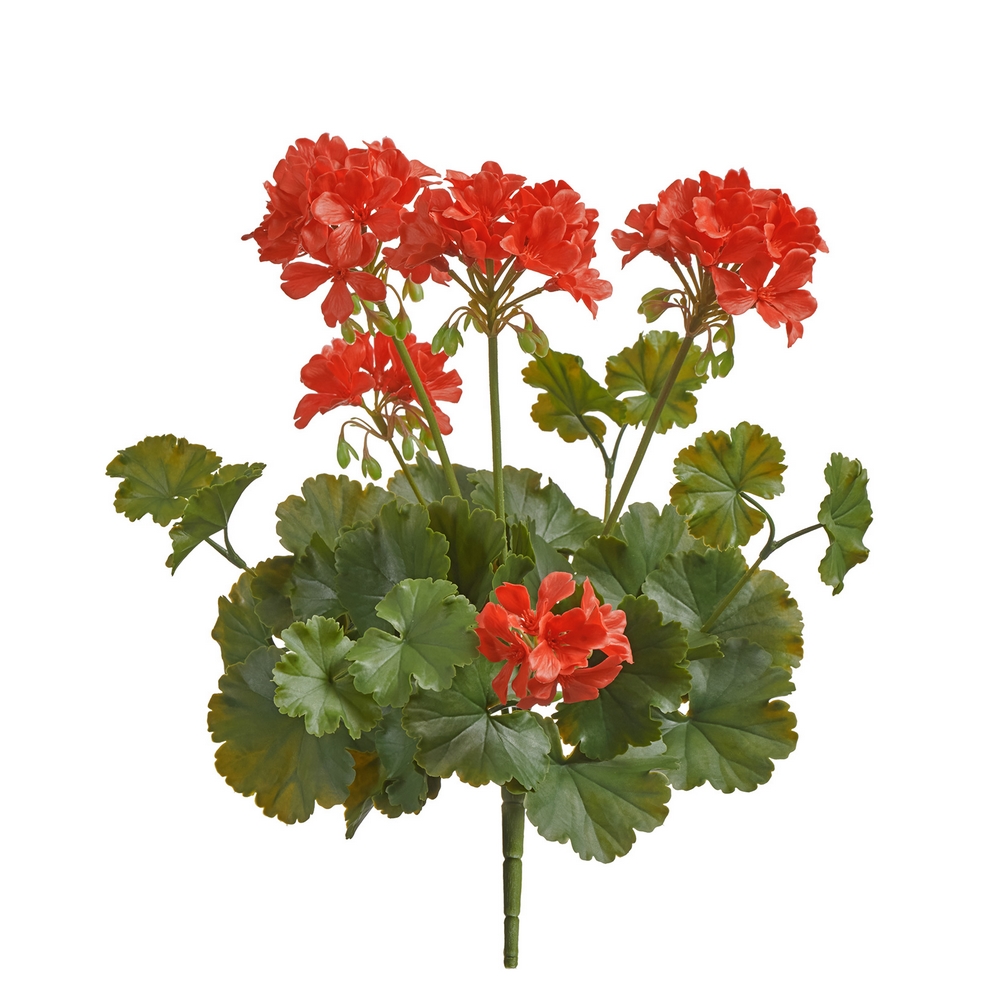 Герань красная цветущий куст (UV-фильтр)