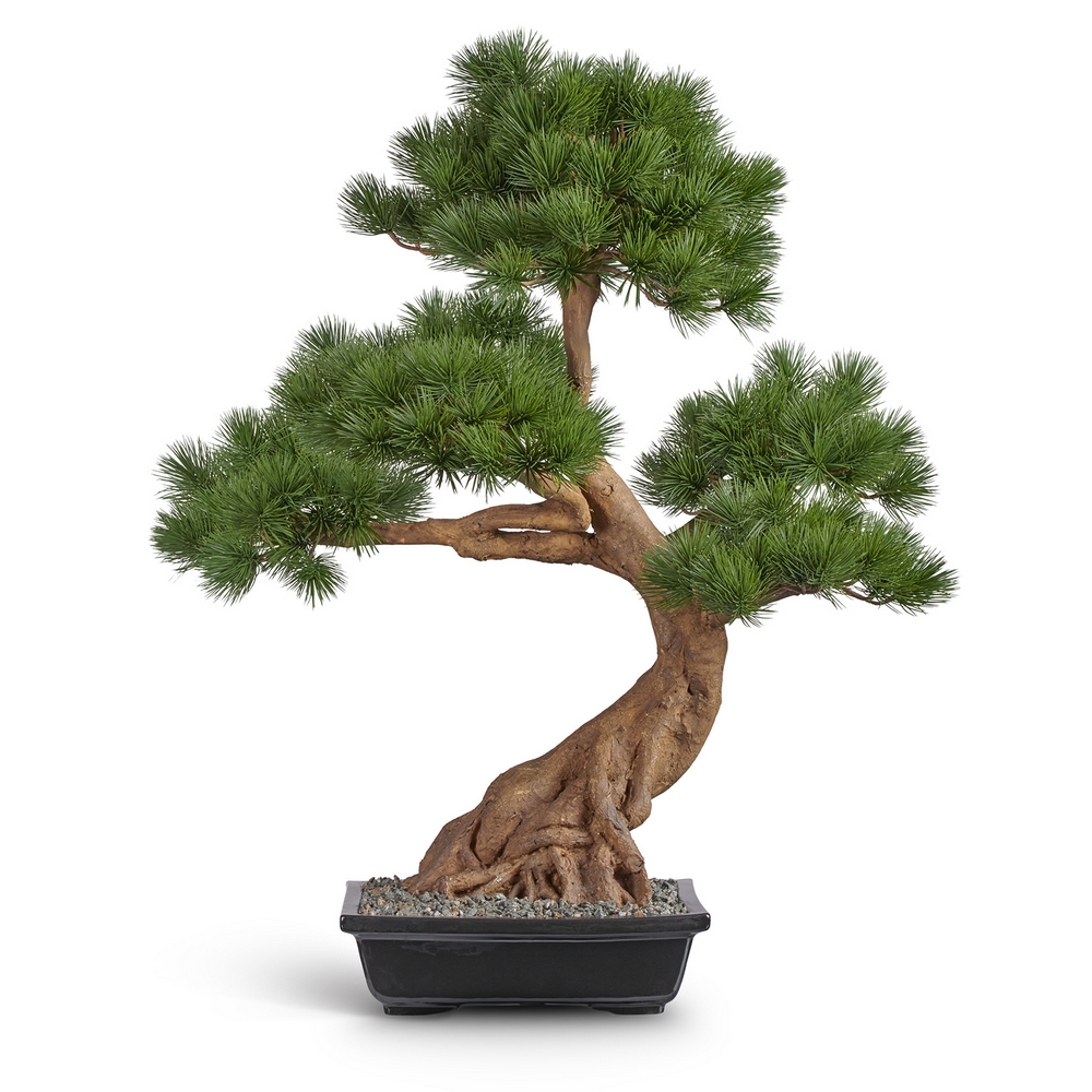 Бонсай Сосна Японская белая Негиши в керамическом кашпо
